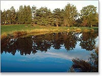 The reflection of trees dance upon the surface of a gorgeous pond.